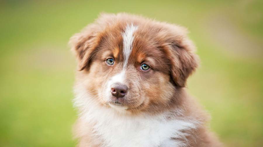 1. Australian Shepherd Puppies for Sale Under $200 - wide 5