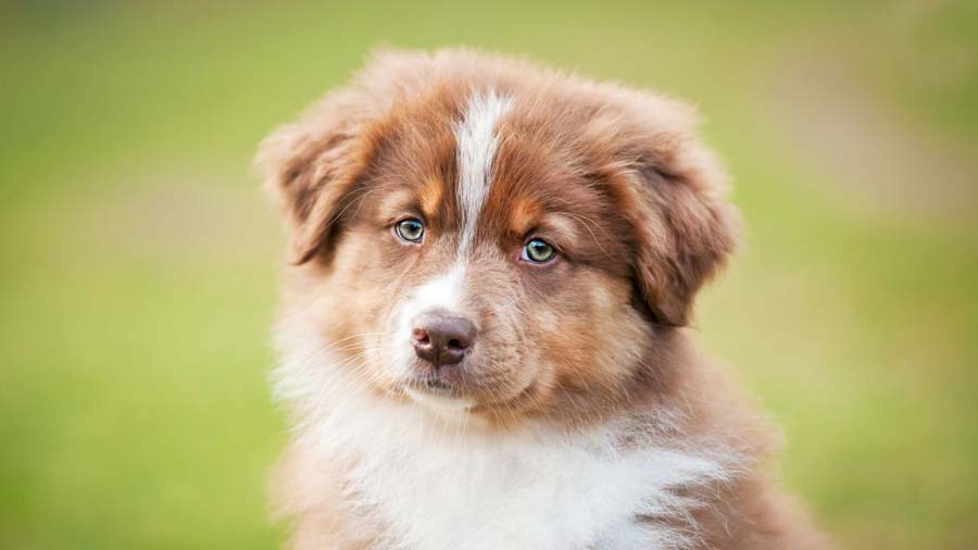 Australian Shepherd Puppy (Red Merle, Face)