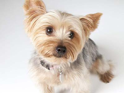 Silky Terrier