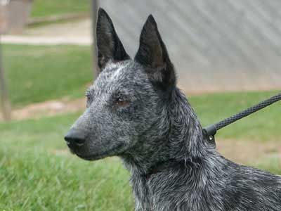 Australian Stumpy Tail Cattle Dog