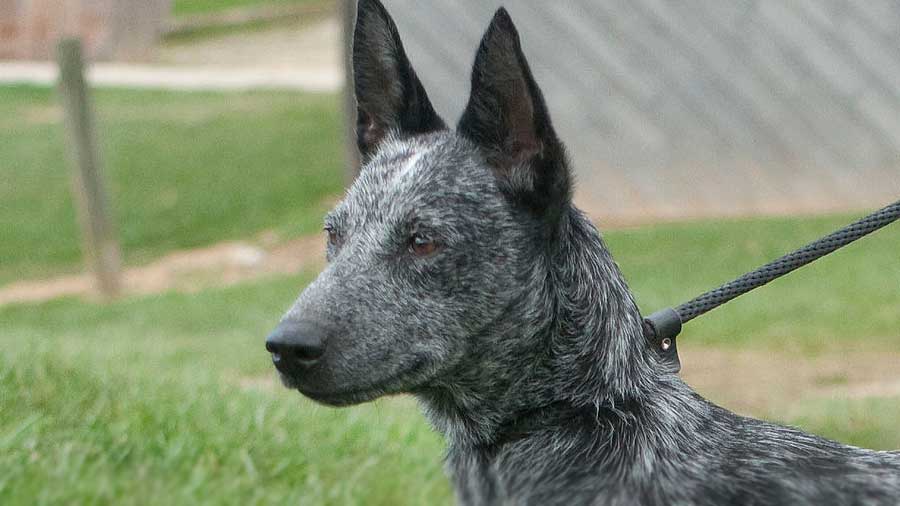 Australian Stumpy Tail Dog - Price, Temperament, Life span