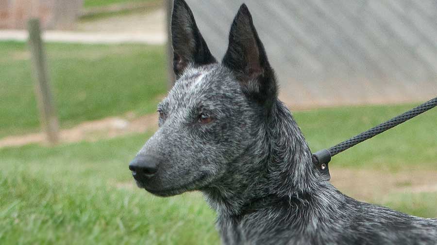 Australian Stumpy Tail Cattle Dog (Side View, Head)