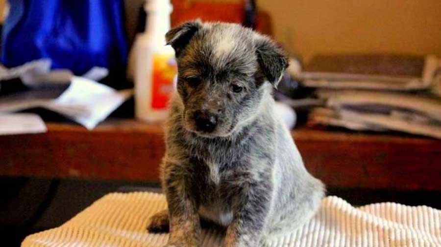 Australian Stumpy Tail Cattle Dog Puppy (Sitting, Face)