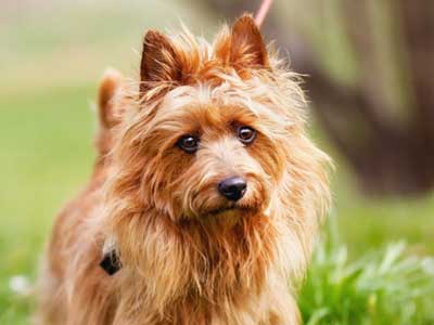 Australian Terrier