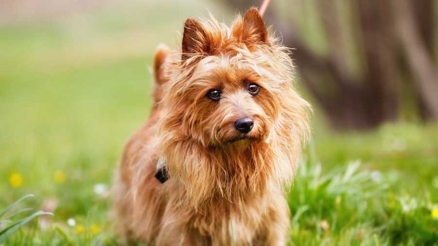 Australian Terrier (Red, Face)