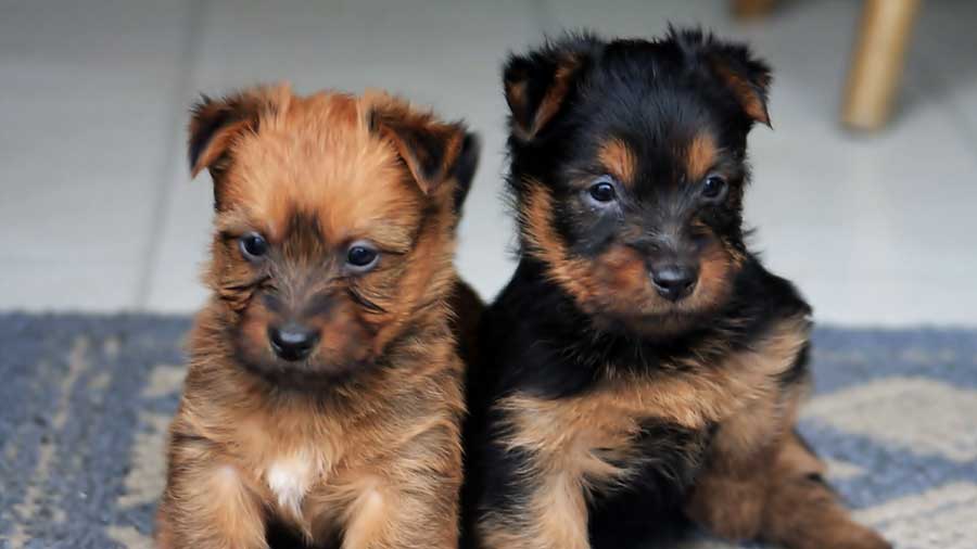 Australian Terrier Puppy (Black & Tan, Face)