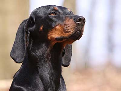 Austrian Black and Tan Hound