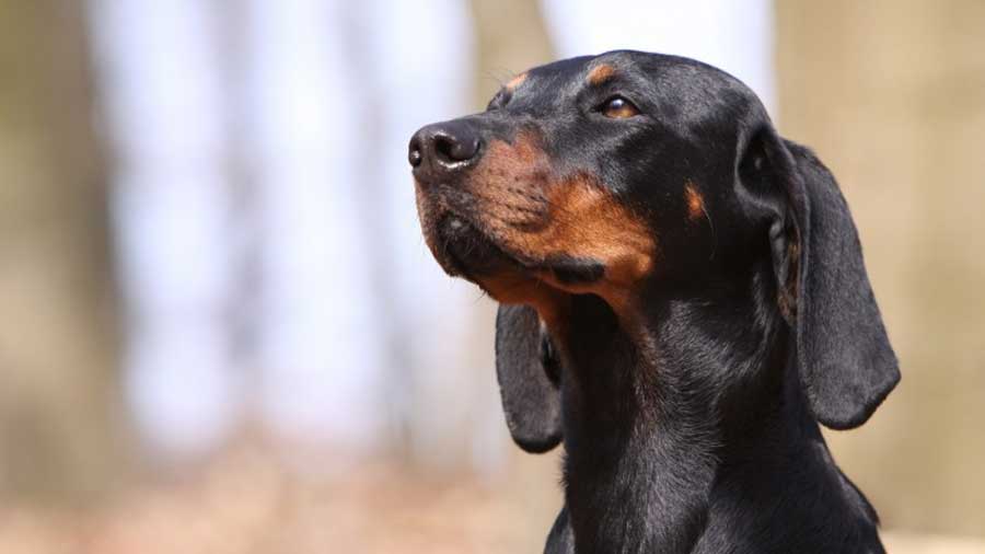 Austrian Black and Tan Hound Dog (Head, Muzzle)