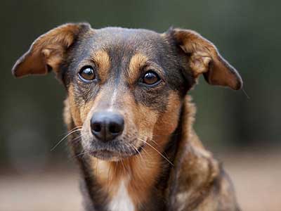 Austrian Pinscher