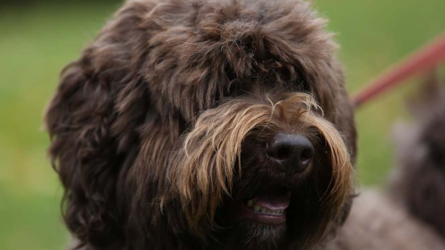 Barbet (Brown, Muzzle)