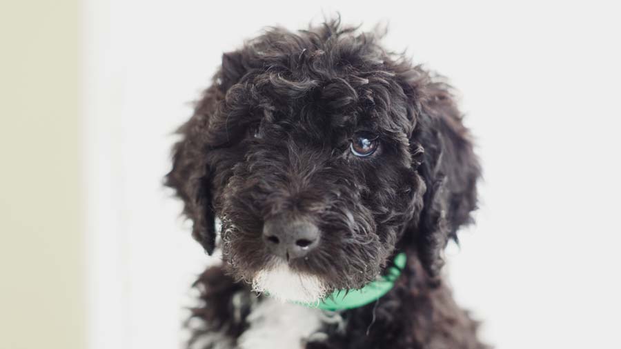 Barbet Puppy (Black & White, Muzzle)