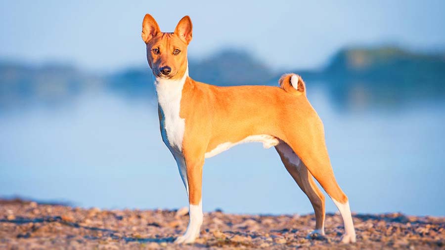 Basenji (Standing, Side View)