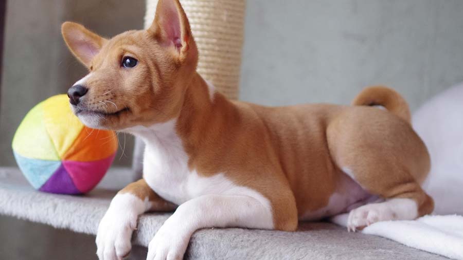 Basenji Puppy (Lie, Side View)