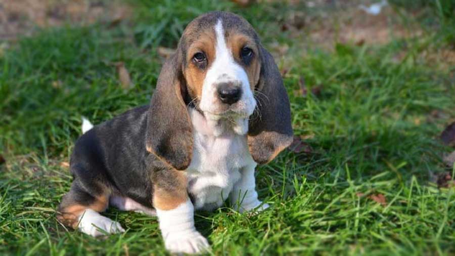 Basset Artesien Normand Puppy (Sitting, Face)