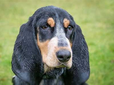 Basset Bleu de Gascogne