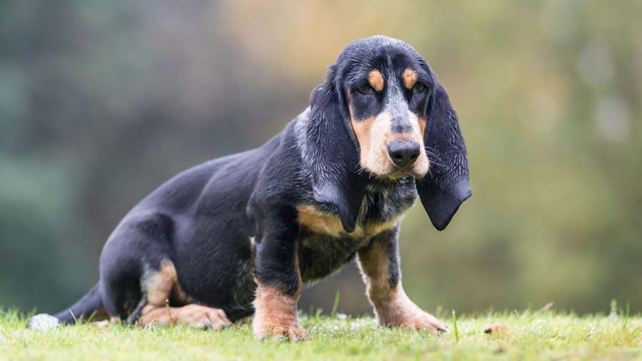 Basset Bleu de Gascogne (Sitting, Tricolor)