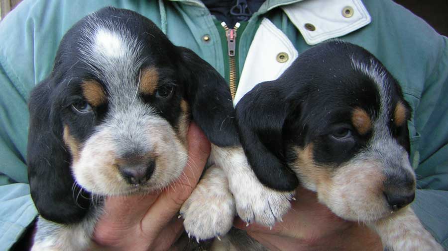 Basset Bleu de Gascogne Puppy (Face, Tricolor)