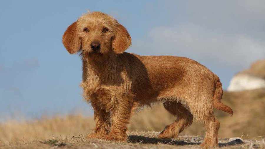 Basset Fauve de Bretagne (Side View, Standing)