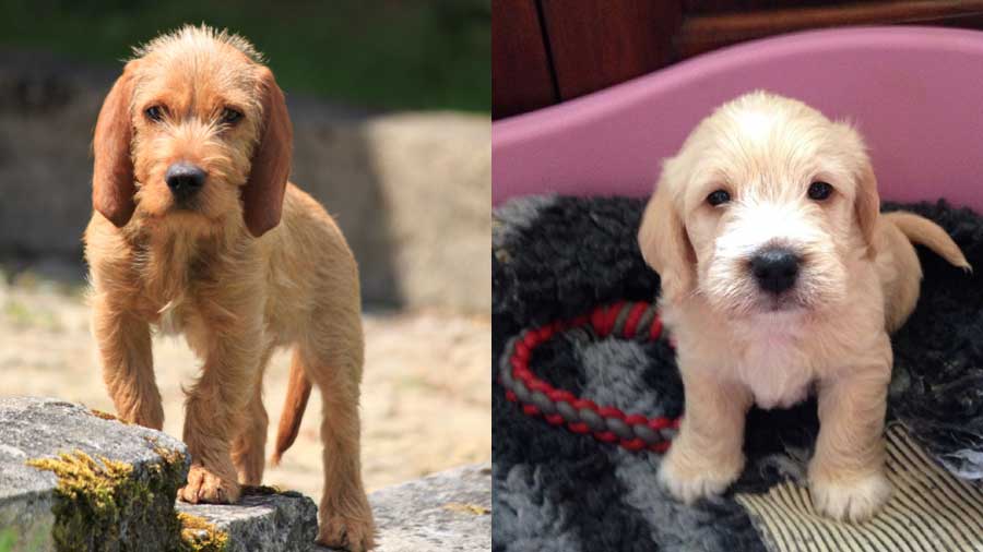 Basset Fauve de Bretagne Puppy (Face, Muzzle)