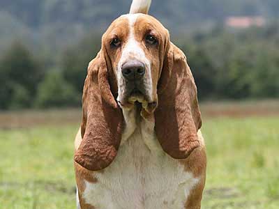 Basset Hound