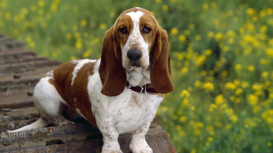 Basset Hound (Sitting, Face)