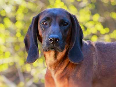 Bavarian Mountain Hound