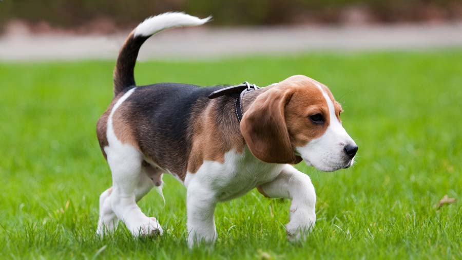 Beagle (Side View, Standing)