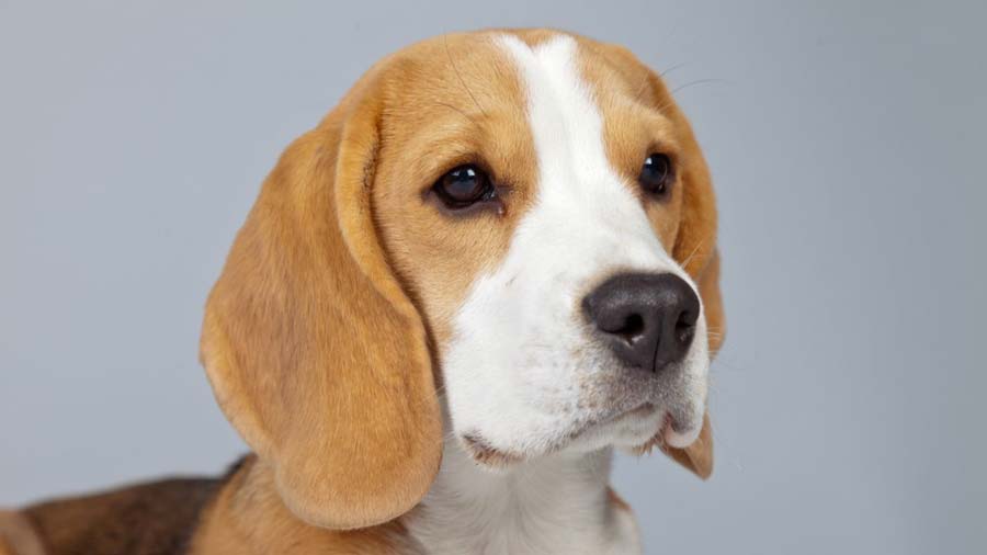Beagle (Face, Head)