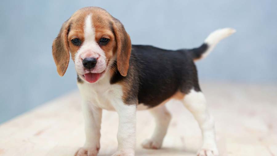 Beagle Puppy (Face, Standing)