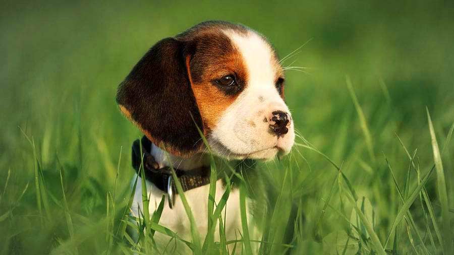 Beagle Puppy (Face, Head)