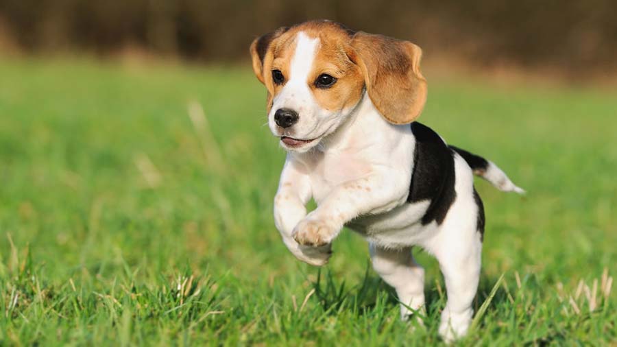 Beagle Puppy (Tricolor, Jump)