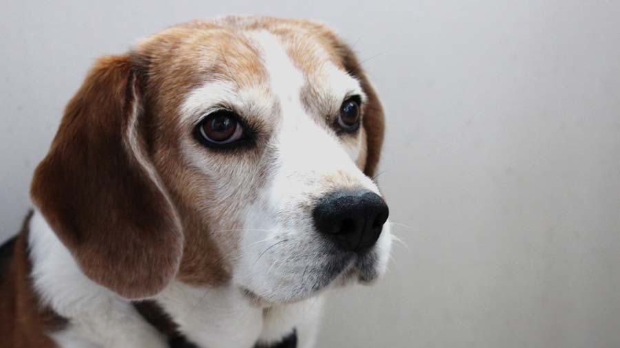 Beagle-Harrier (Tricolor, Muzzle)