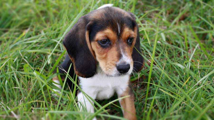 Beagle-Harrier Puppy (Tricolor, Sitting)