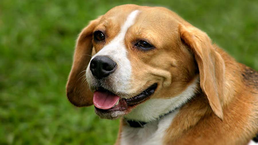 Beaglier (Tricolor, Muzzle)