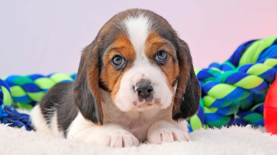 Beaglier Puppy (Tricolor, Lying)