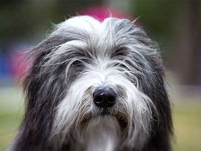 Bearded Collie