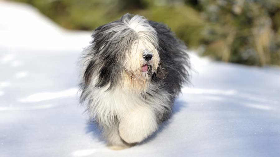 Bearded Collie (Black & White, Standing)