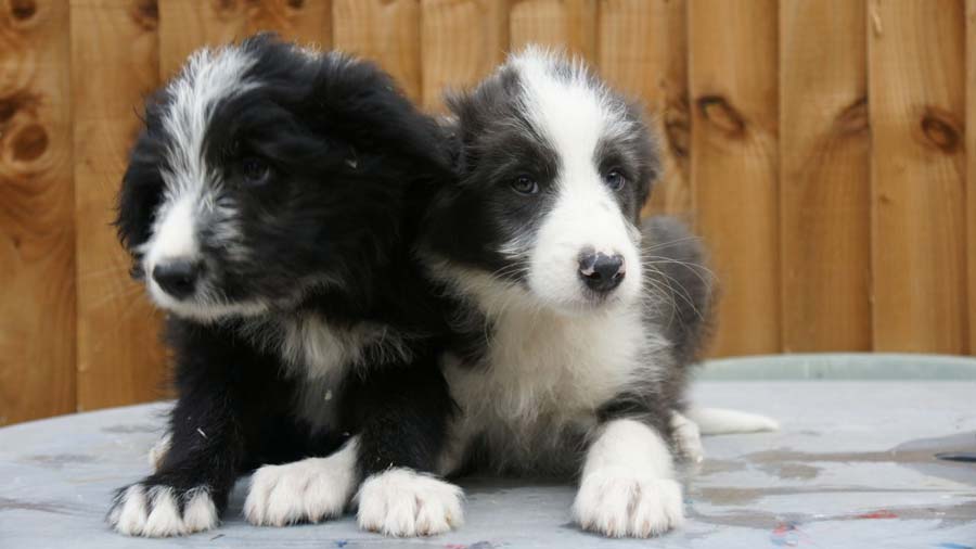 Bearded Collie Puppy (Black & White, Lying)