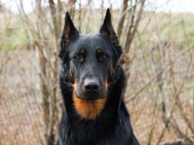 are beauceron the most intelligent dogs