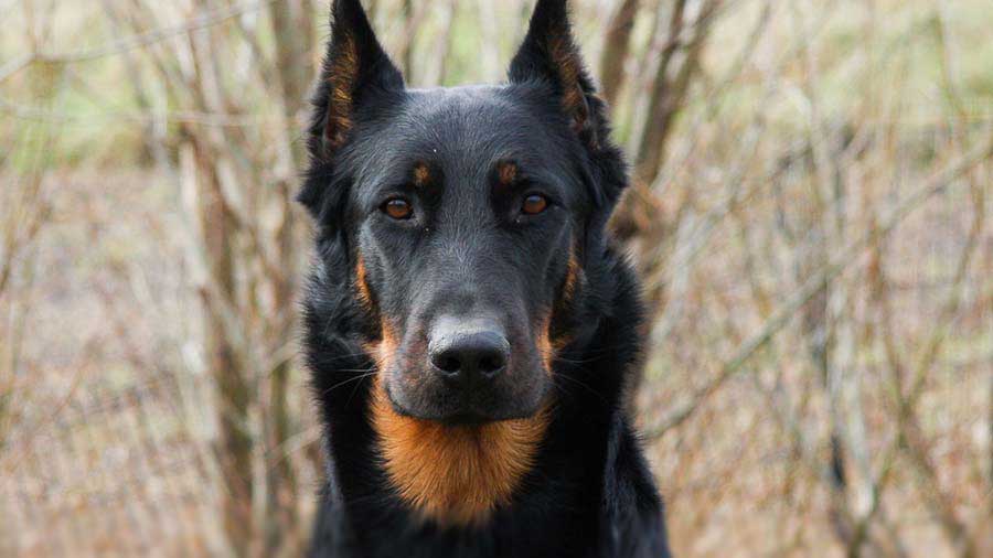 Beauceron (Black & Tan, Face)