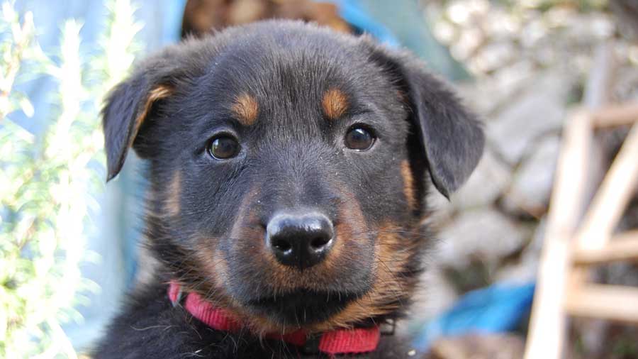 Beauceron Puppy (Black & Tan, Face)