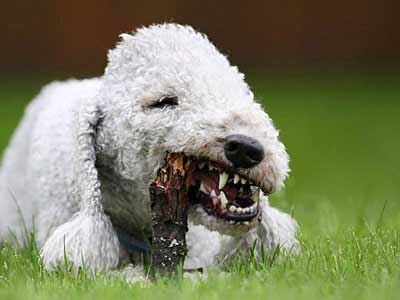 Bedlington Terrier