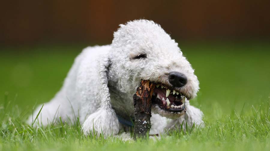 Bedlington Terrier (Liver, Muzzle)