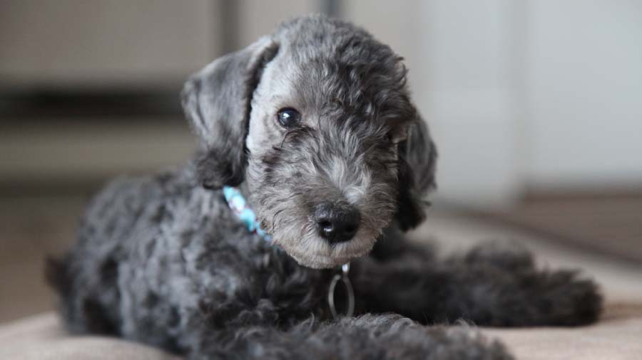 Bedlington Terrier Puppy (Lying, Face)