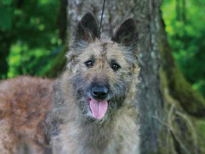 Belgian Shepherd Laekenois