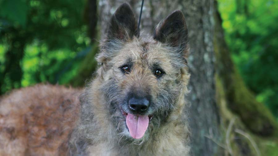 Belgian Shepherd Laekenois (Face, Muzzle)