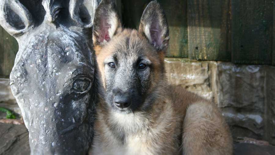 Belgian Shepherd Laekenois Puppy (Face, Fawn Sable)