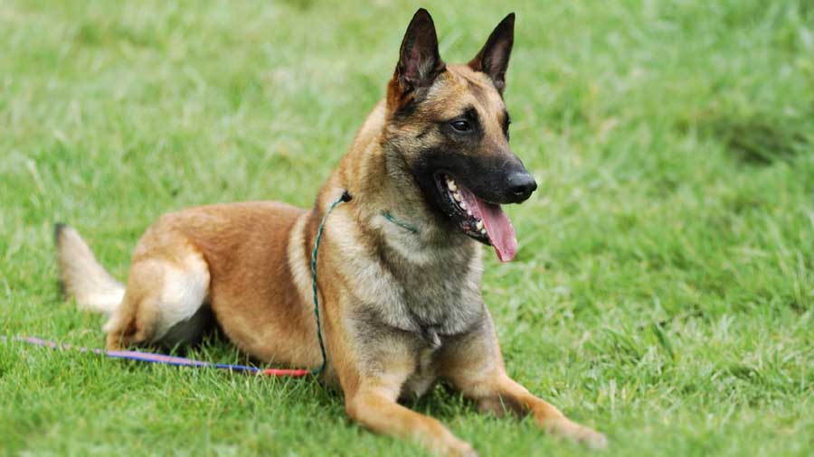 Belgian Malinois (Fawn, Lie)