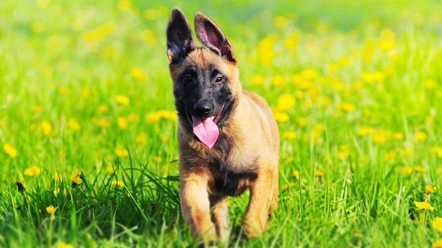 Belgian Malinois Puppy (Fawn, Standing)