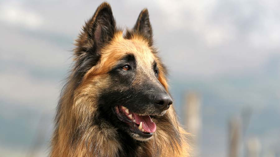 Belgian Tervuren (Fawn & Black, Face)